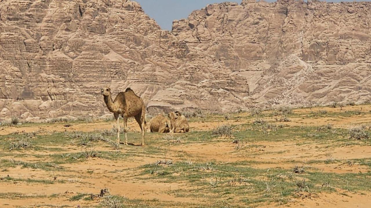Tamim Luxury Wadi Rum Camp Eksteriør billede